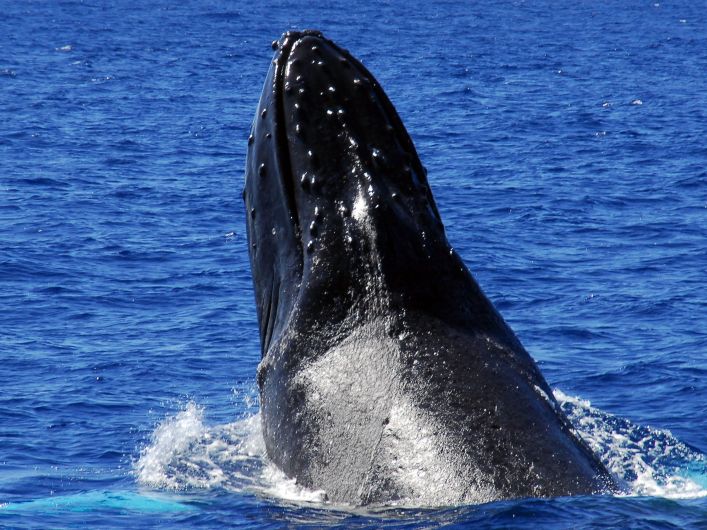 10 Marine Animals You Can See in September