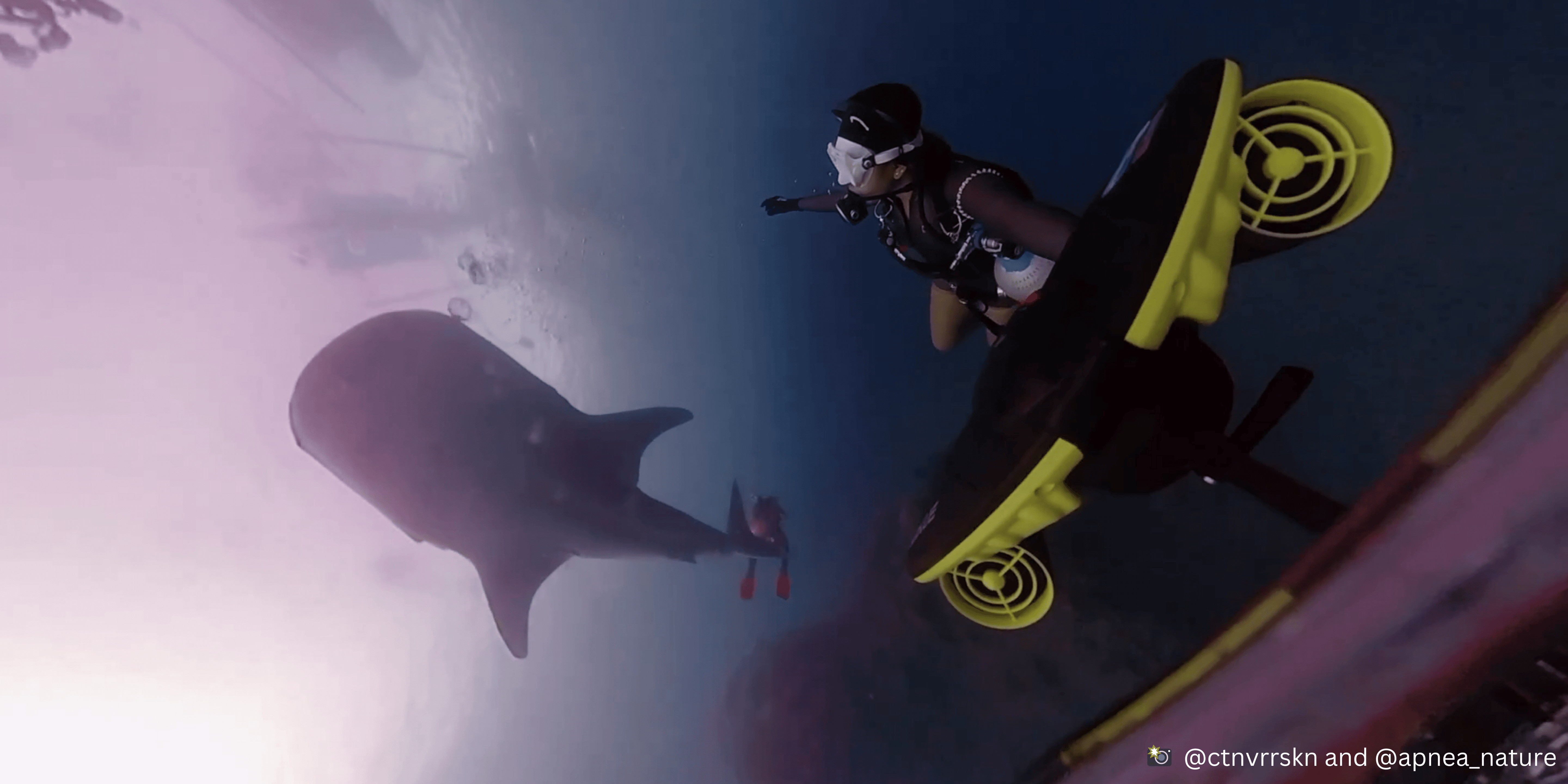 Diving with Sharks: Myth vs. Reality