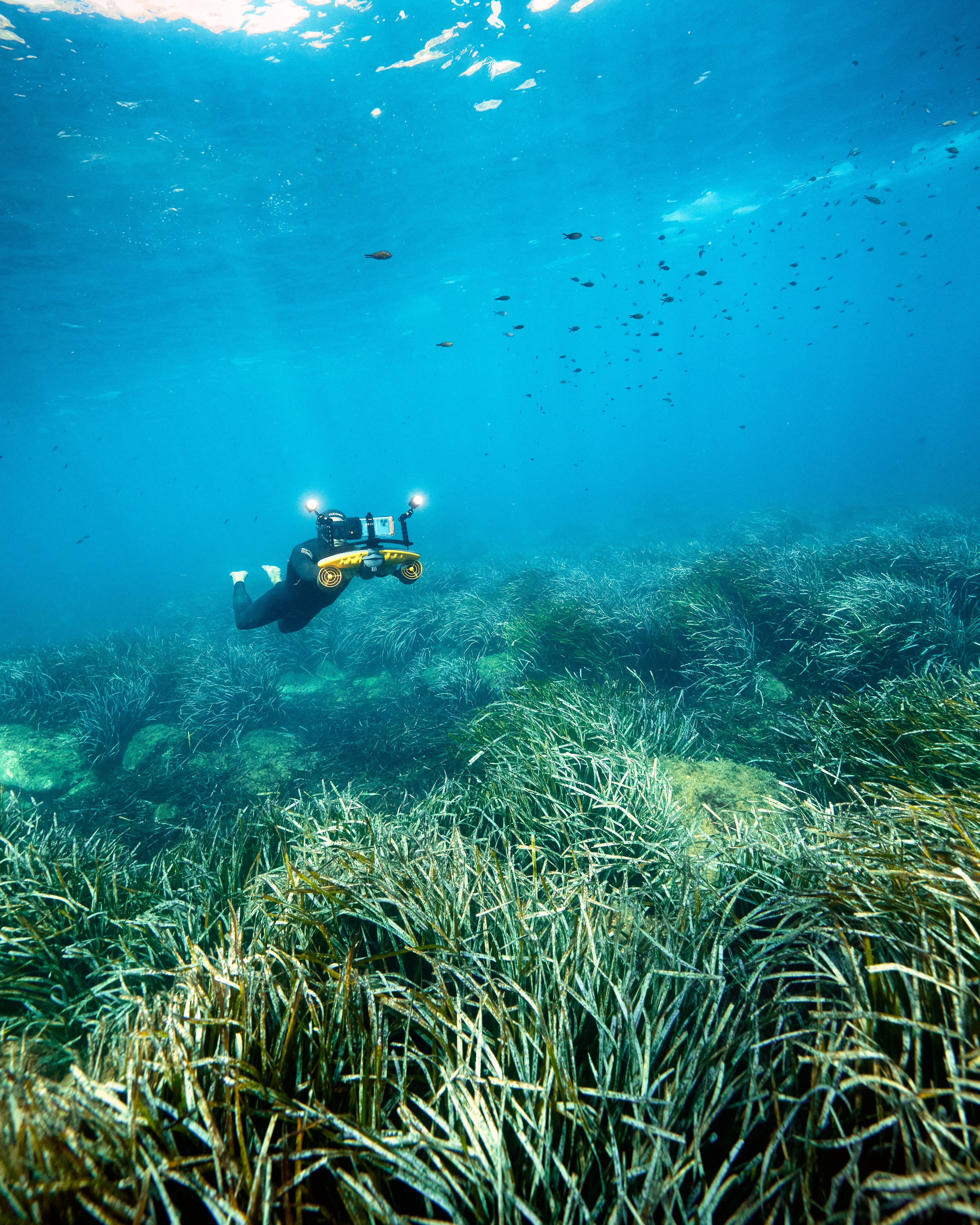 Diver using Sublue LED light exploring underwater seagrass and marine life.