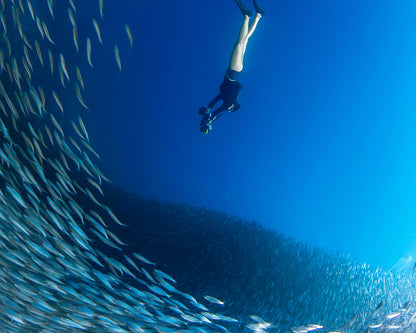 Diver exploring underwater surrounded by a large school of fish.